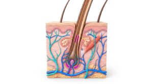 모발 성장 주기와 모낭의 구조를 보여주는 3D 의학 일러스트